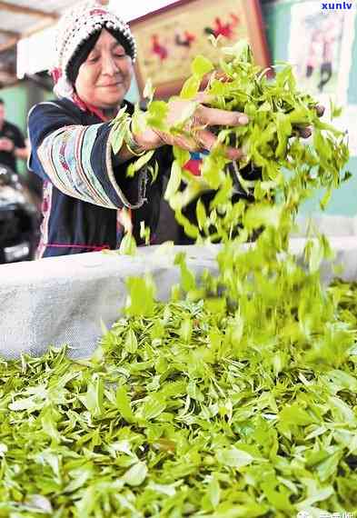 帕沙普洱茶茶叶特点