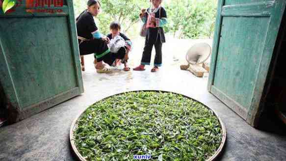 揭示普洱茶 *** 骗局的全貌：如何识别和避免潜在风险