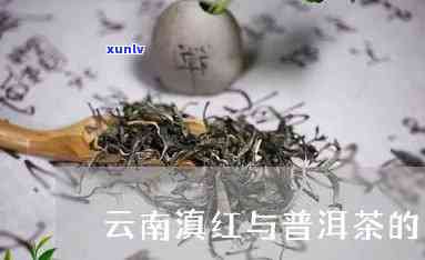 云南滇红茶生产标准实细则与普洱茶的区别探讨