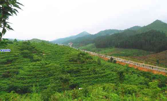 探索八大茶山普洱茶的魅力与特点：大山牌名山茶的口感体验