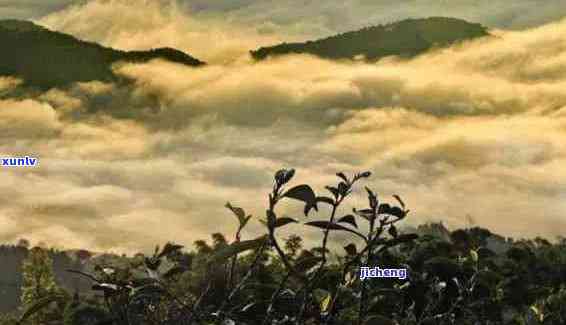 探秘普洱茶名山：八大山头的魅力与风味