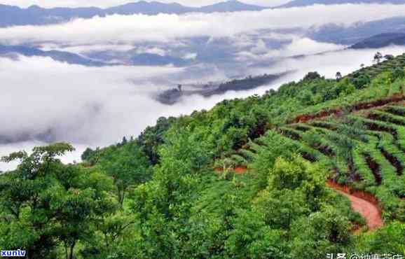 探秘普洱茶名山：八大山头的魅力与风味