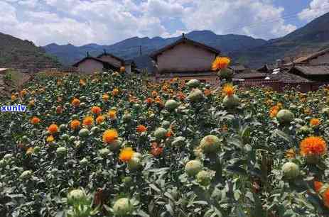 滇红茶泡水度：最适宜的冲泡 *** 与参考数值