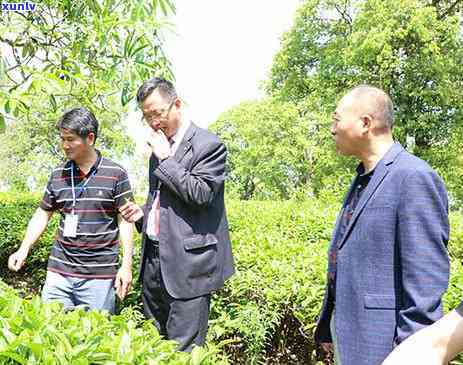 普洱茶叶认证过程：探究其是否属于有机食品