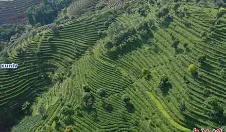 云南普洱茶种植基地 *** 、地址及相关信息。