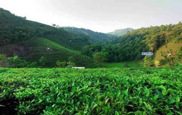 普洱茶种植基地地址及有哪些？