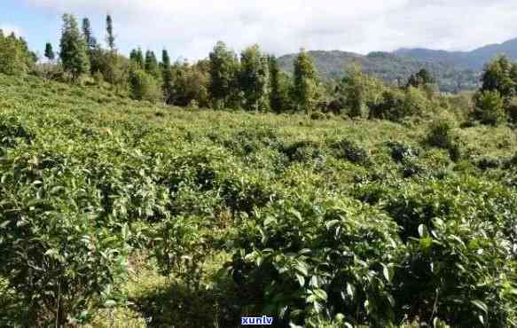 普洱哪里种植普洱茶