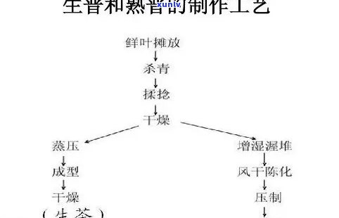 探究普洱熟茶发酵过程中的关键因素与作用机理