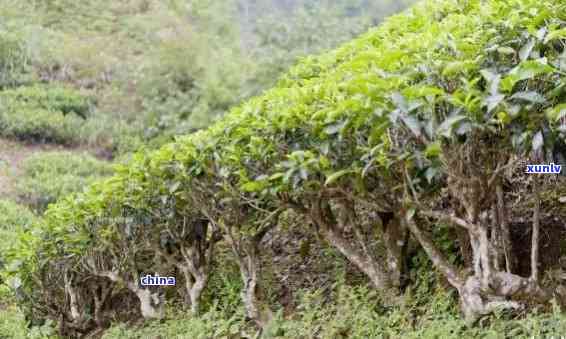 普洱茶种植技术密度要求标准：多少密度合适？