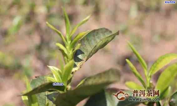 探究普洱茶种植密度对茶叶品质的影响：一项全面的技术分析