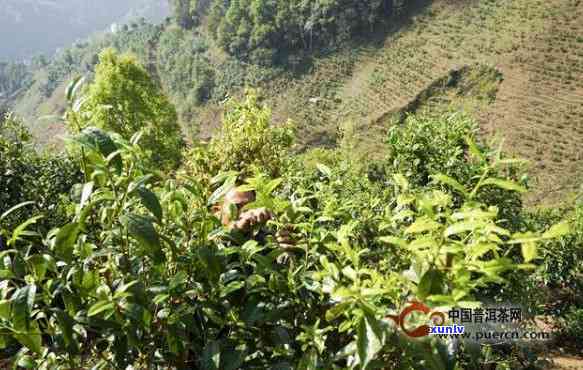 普洱茶种植技术密度