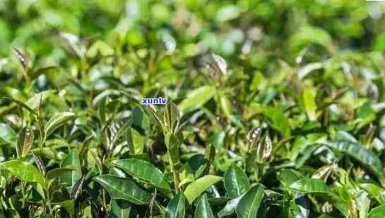 从种植到品鉴：全面了解普洱茶叶的种植过程与品质鉴