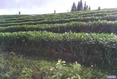 今后种植普洱茶前景