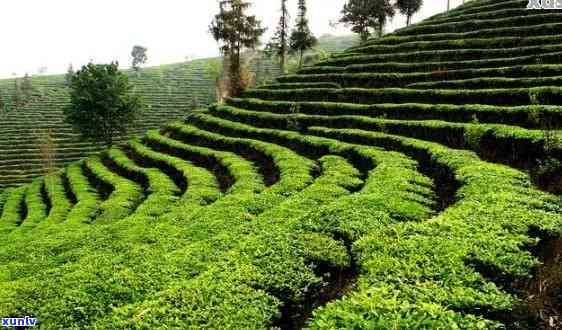 今后种植普洱茶前景