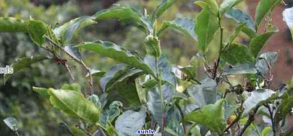 普洱茶种植肥技术要点与管理：普洱茶树肥与栽培植技术