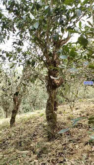 普洱茶种植肥技术要点与管理：普洱茶树肥与栽培植技术