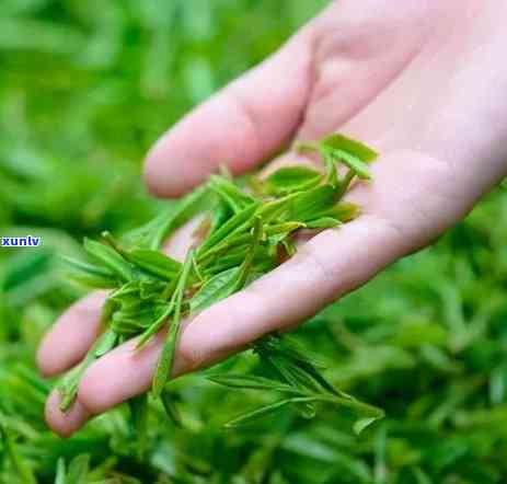 熟普洱茶香味分几种：颜色、味道及分类详解