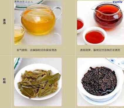 普洱茶的分类与鉴别：从绿茶、黑茶到其他类型茶种的探索