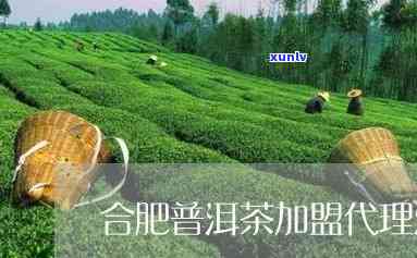 合肥普洱茶招商加盟热线：一站式茶叶投资解决方案