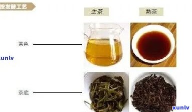 老同志的优质普洱茶价格分析：生茶与熟茶的差异与选择