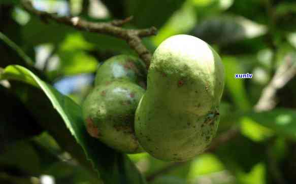 南糯山普洱茶的特点、介绍、口感、功效及价格：探究南糯山普洱茶的独特魅力