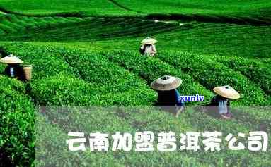 云南普洱茶 *** 加盟