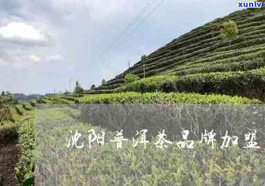 沈阳普洱茶招商 *** 及地址：沈阳茶叶专卖店，沈阳茶叶大全。