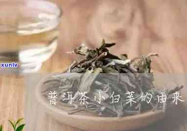 普洱茶小白菜怎么冲