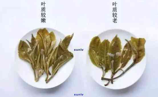 普洱茶叶子的可食用性及相关资讯网活动汇总：从叶子到茶的全方位解析