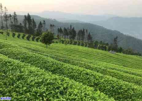 普洱茶七级品质详解：了解其等级特点，品鉴与选购攻略