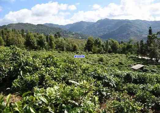 云南凤庆县滇红茶主产地：品鉴顶级红茶的绝佳之地