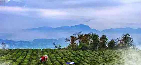 云南凤庆县滇红茶主产地：品鉴顶级红茶的绝佳之地