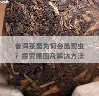 普洱茶中的独特茶虫：探寻其来历与影响