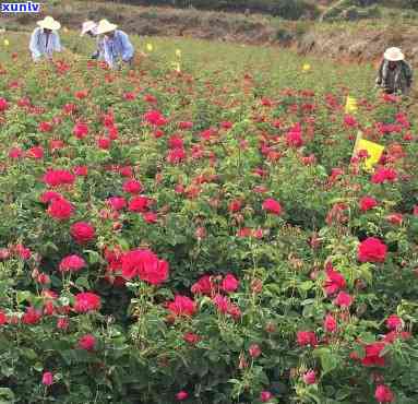 云南滇红玫瑰种植条件与基地详细解析