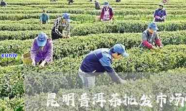 昆明普洱茶场：地址、交通、品种及价格全解析，助您轻松选购优质茶叶