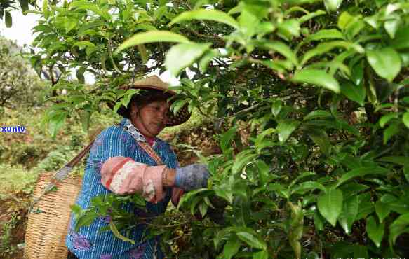 八角亭普洱茶真伪鉴别全攻略：如何轻松辨别真假与怎样挑选优质普洱