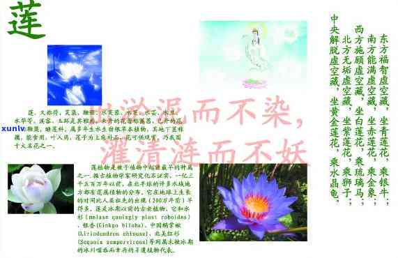 阿弥陀佛莲花：歌曲歌词与大意解释