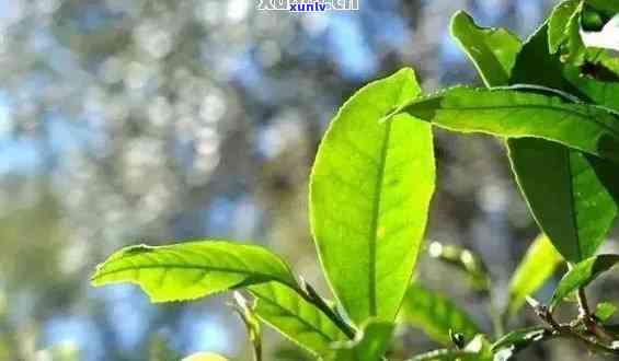 普洱茶水适合种植和养护哪些花卉？