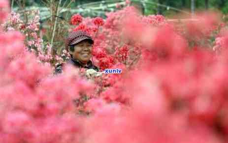 普洱适合种植的花卉种类及其特点全解析