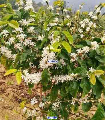 普洱适合种植的花卉种类及其特点全解析