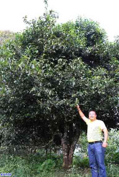 古树单株普洱茶的独特功效与作用解析