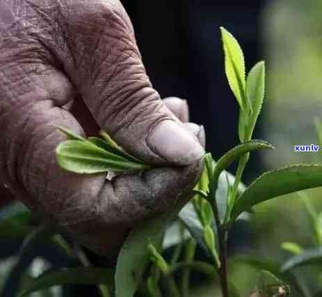 领导选购普洱茶叶的合适选择：品质与口感的关键因素