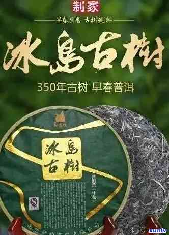 冰岛古树普洱茶生茶：源自阿里山的高海拔宝藏茶叶，批发价格优