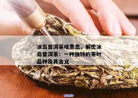 探究普洱茶中的冰岛特点及其含义：详解与误解