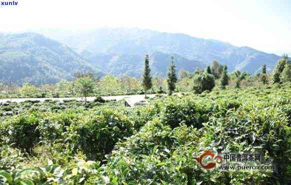 临沧普洱茶种植基地大全：了解并探索云南茶叶产业的核心区域