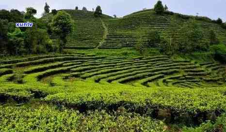 临沧普洱茶种植基地大全：了解并探索云南茶叶产业的核心区域