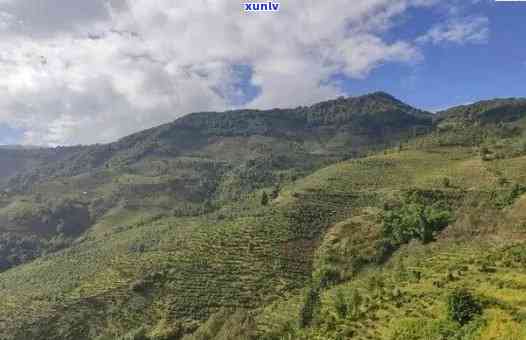 临沧普洱茶种植基地大全：了解并探索云南茶叶产业的核心区域