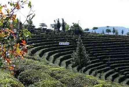 临沧普洱茶种植基地