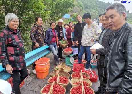 贵州纳雍地区特色品种玛瑙红樱桃的详细培育与品鉴