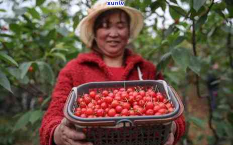 贵州纳雍玛瑙红樱桃树苗出售，价格优惠，基地直供--贵州玛瑙红樱桃之乡